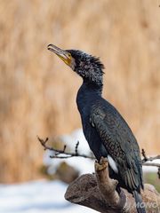 Kormoran