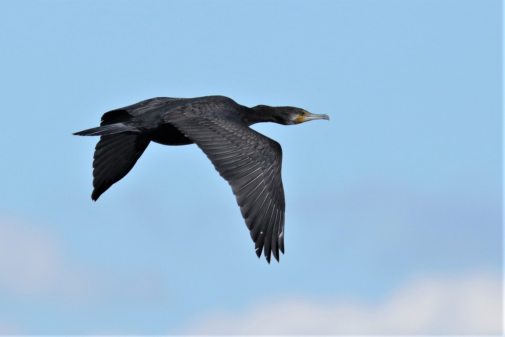 Kormoran 