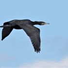 Kormoran 