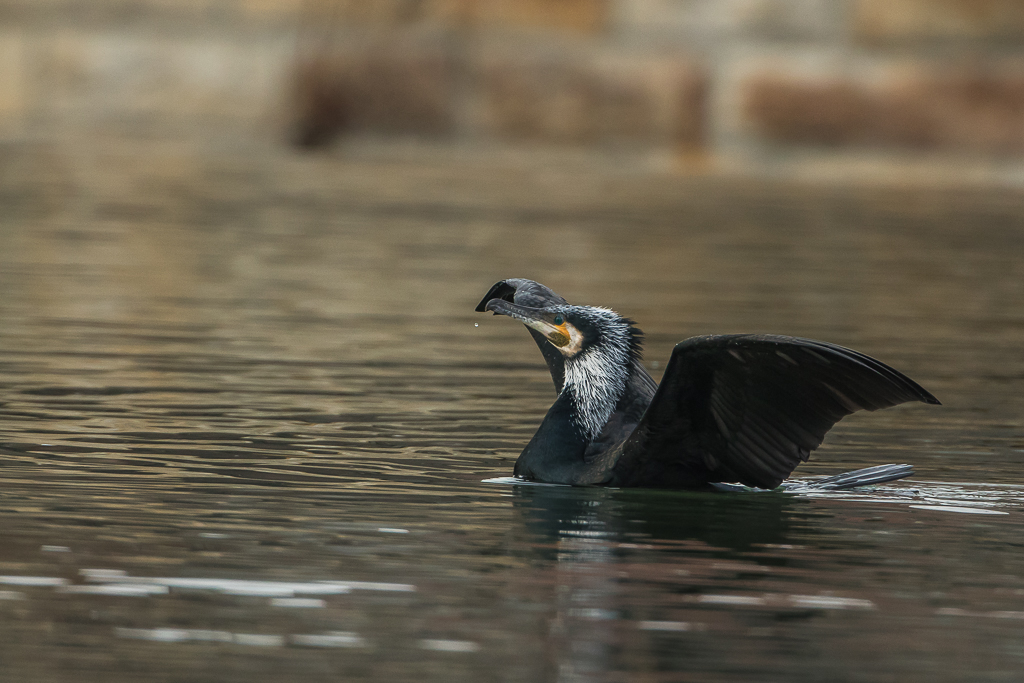 Kormoran