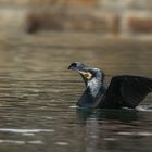 Kormoran