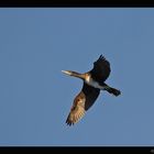 Kormoran