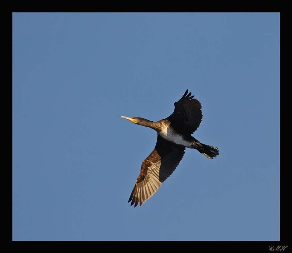 Kormoran