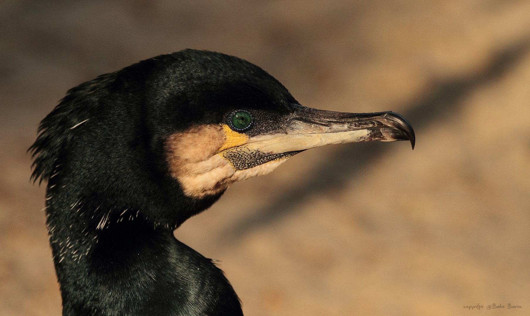 Kormoran