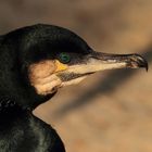 Kormoran