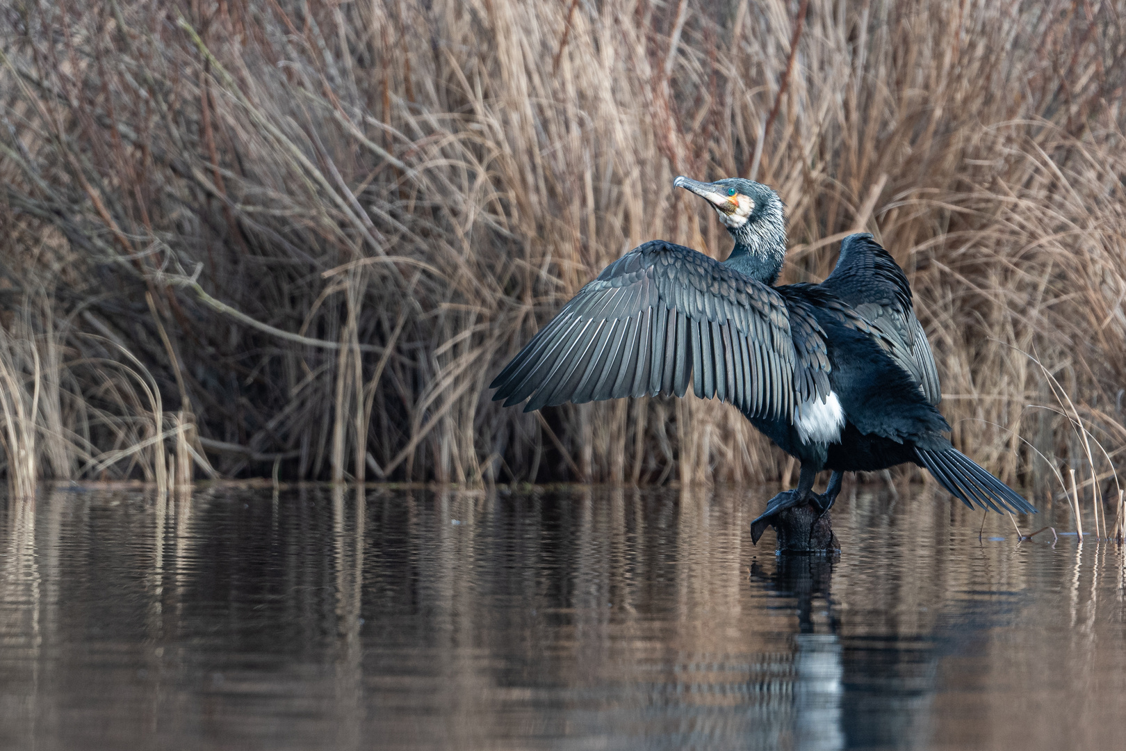 Kormoran