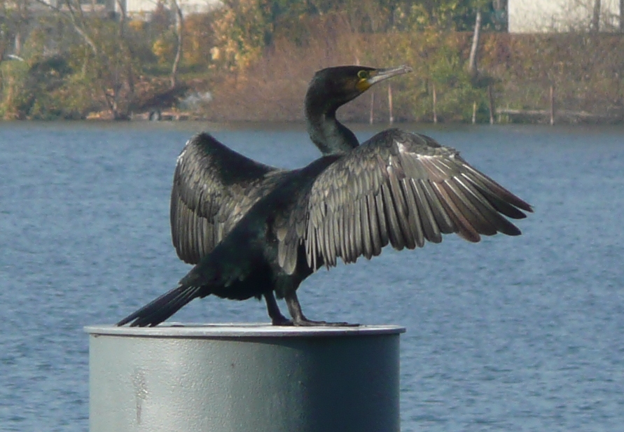 Kormoran