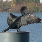 Kormoran