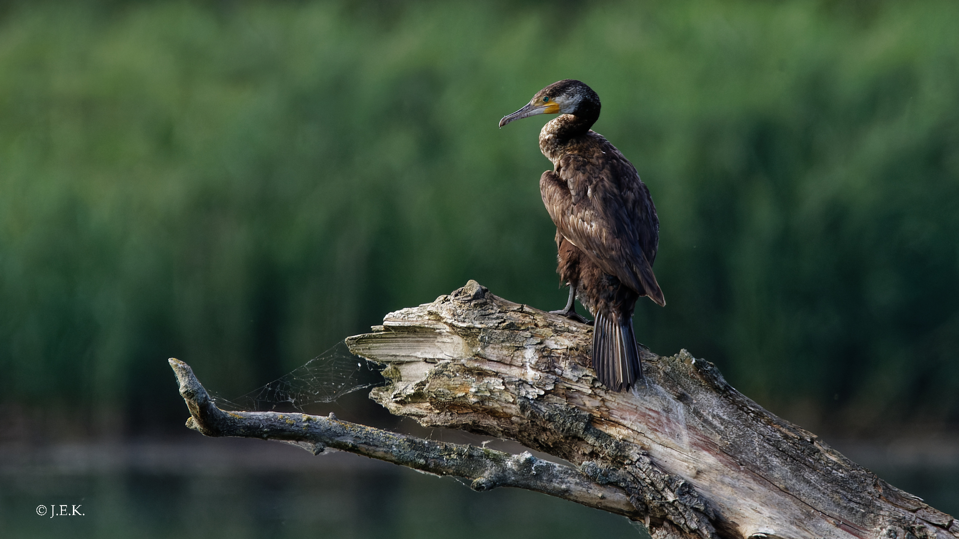 Kormoran