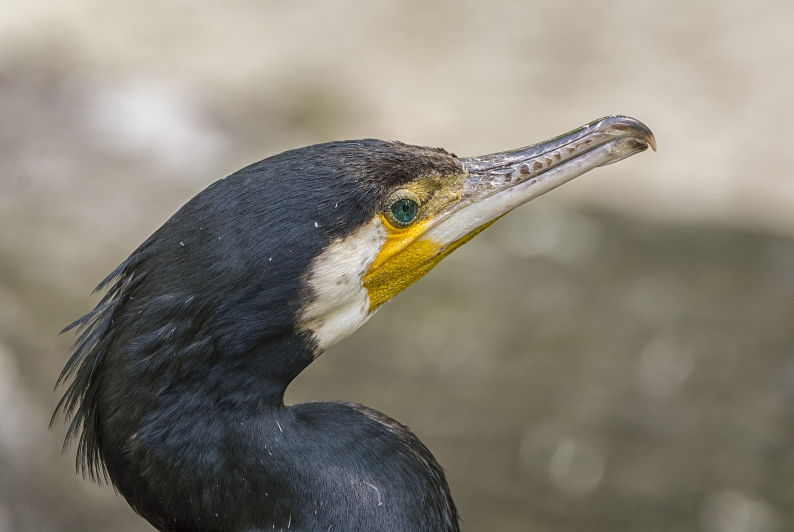  Kormoran