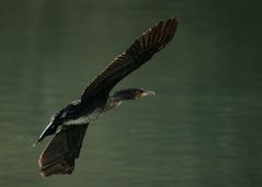 Kormoran