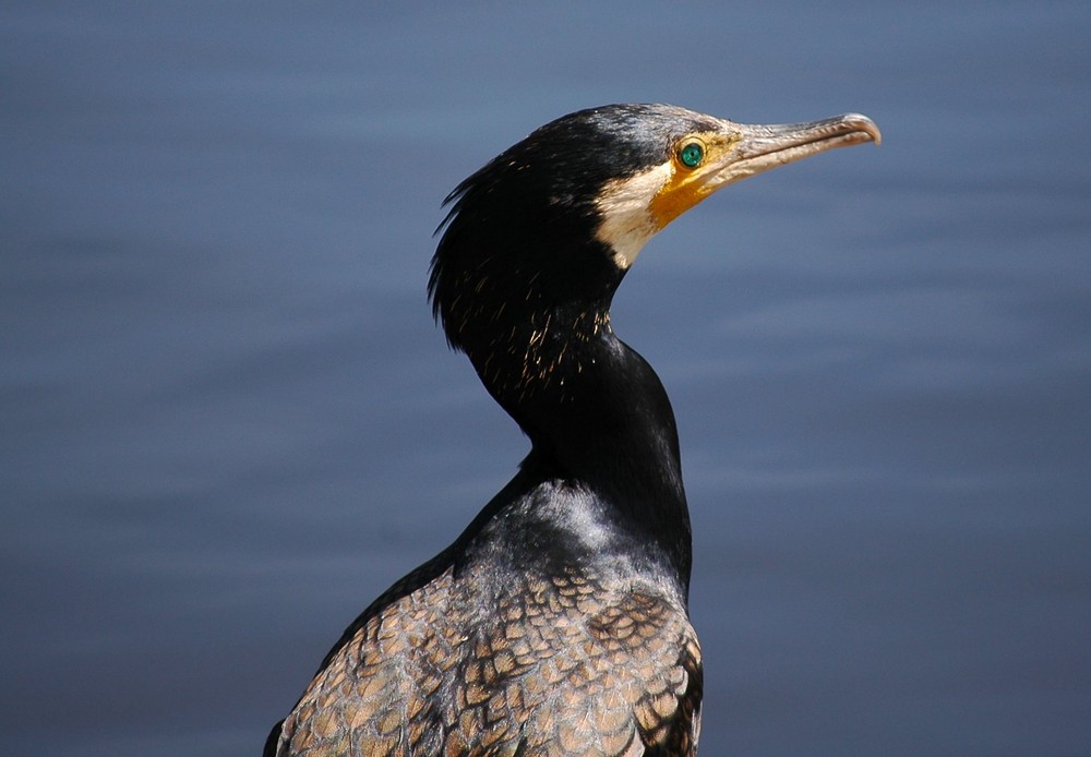 Kormoran