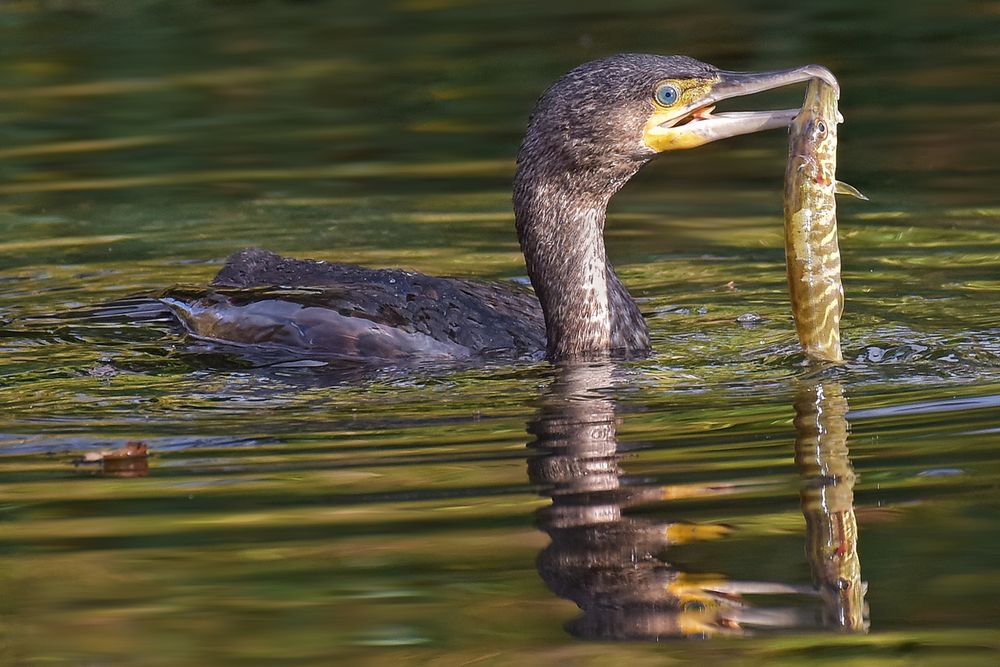 Kormoran