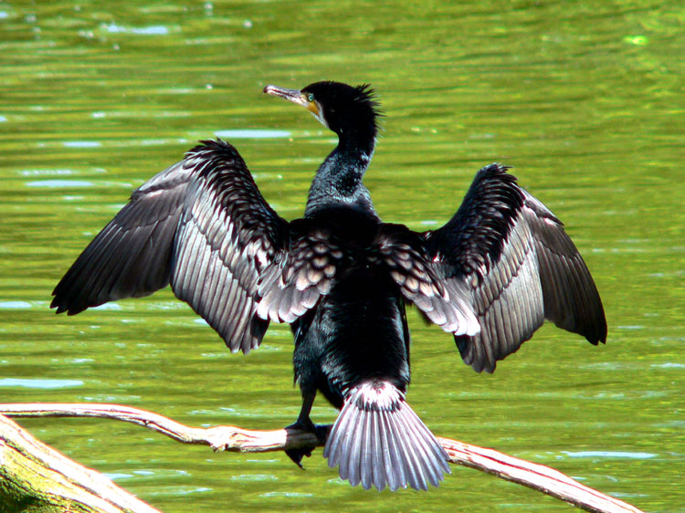 Kormoran