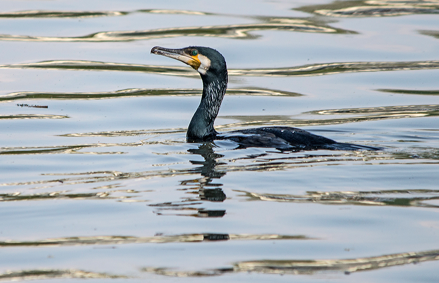 Kormoran