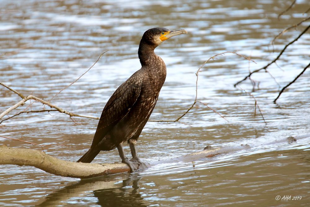 Kormoran