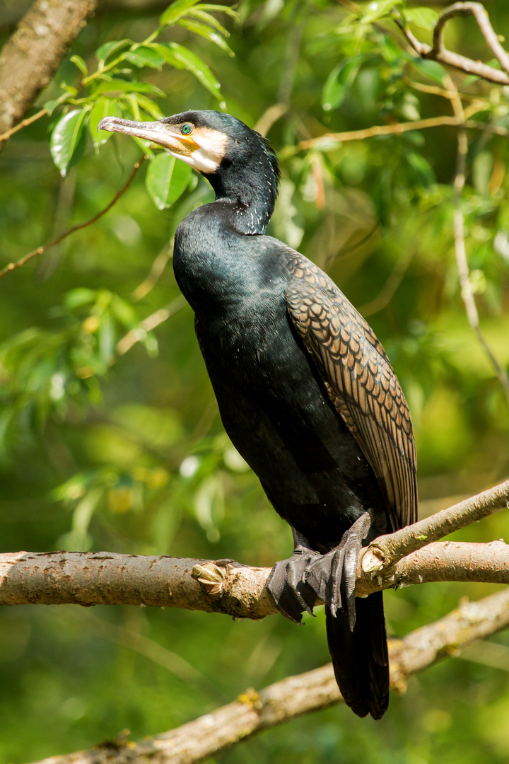 Kormoran