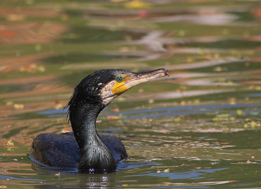 Kormoran