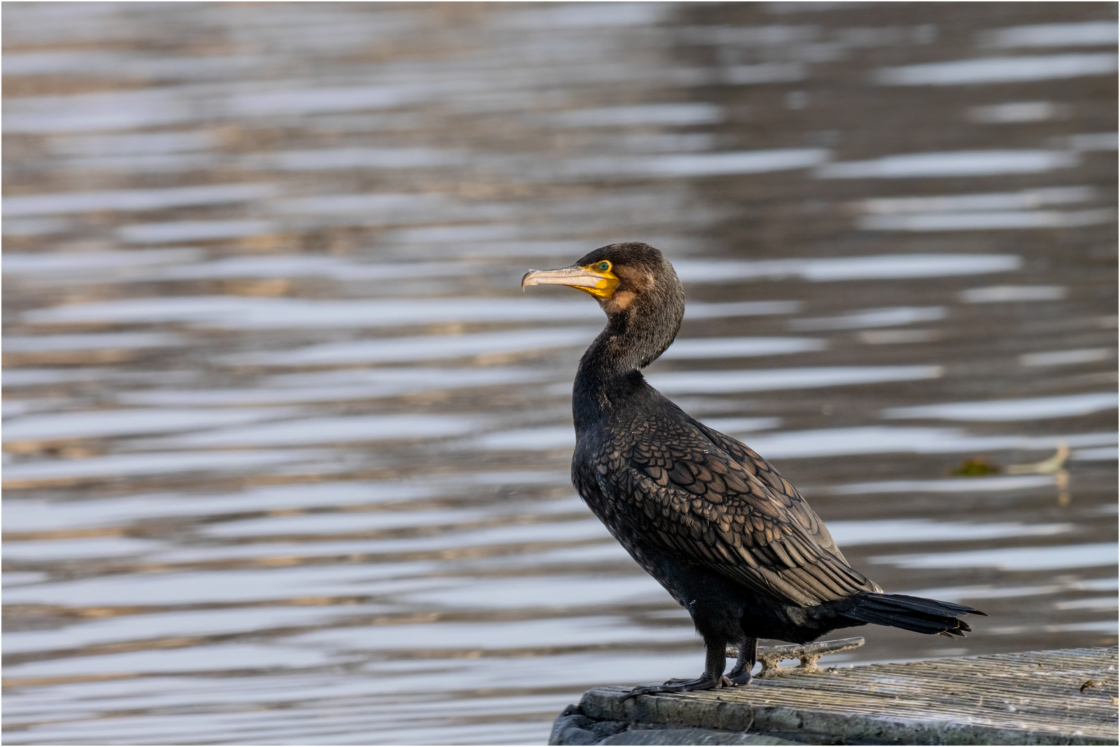 Kormoran 