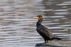 Kormoran 