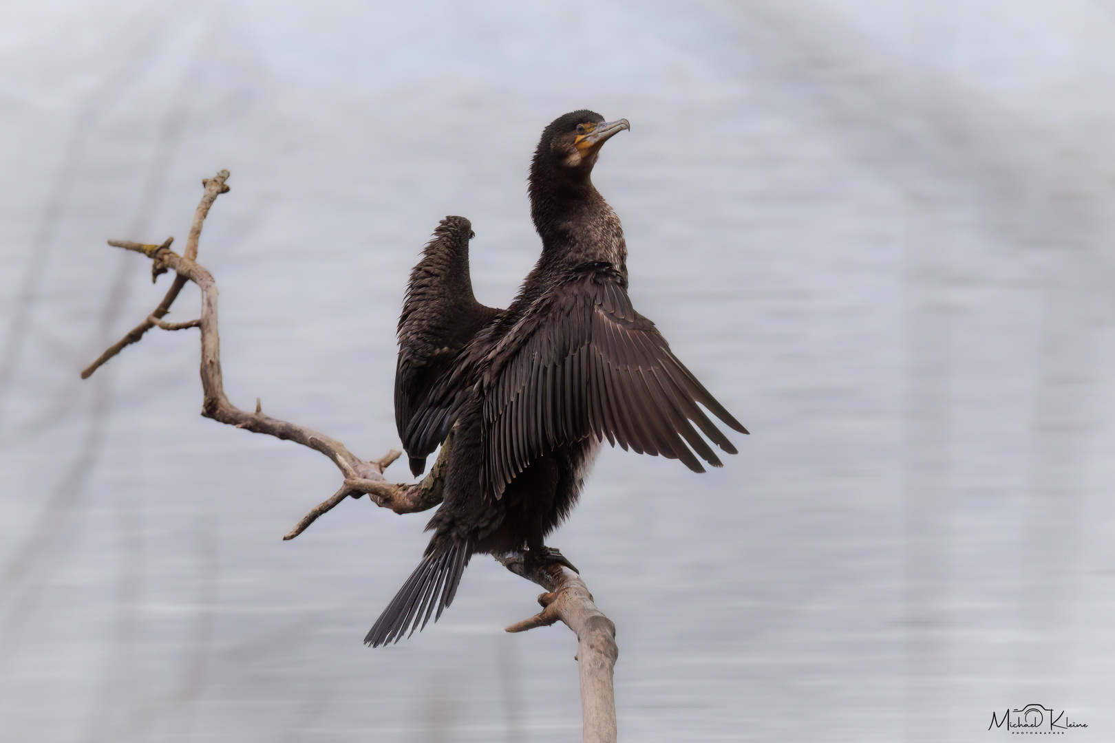 Kormoran Foto & Bild | canon, wasser, natur Bilder auf fotocommunity