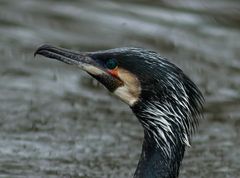 Kormoran 2