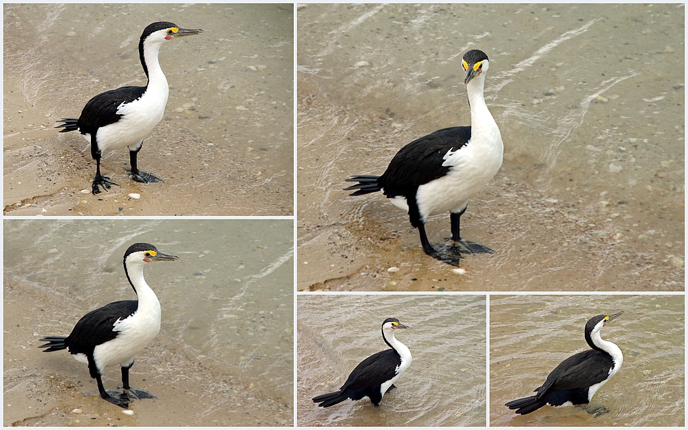 ..Kormoran 2..