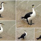 ..Kormoran 2..