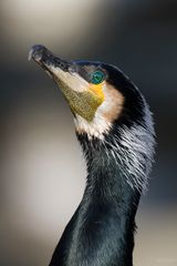 Kormoran 2