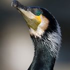 Kormoran 2