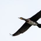 Kormoran 2