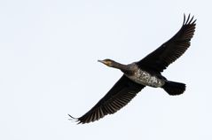 Kormoran 2