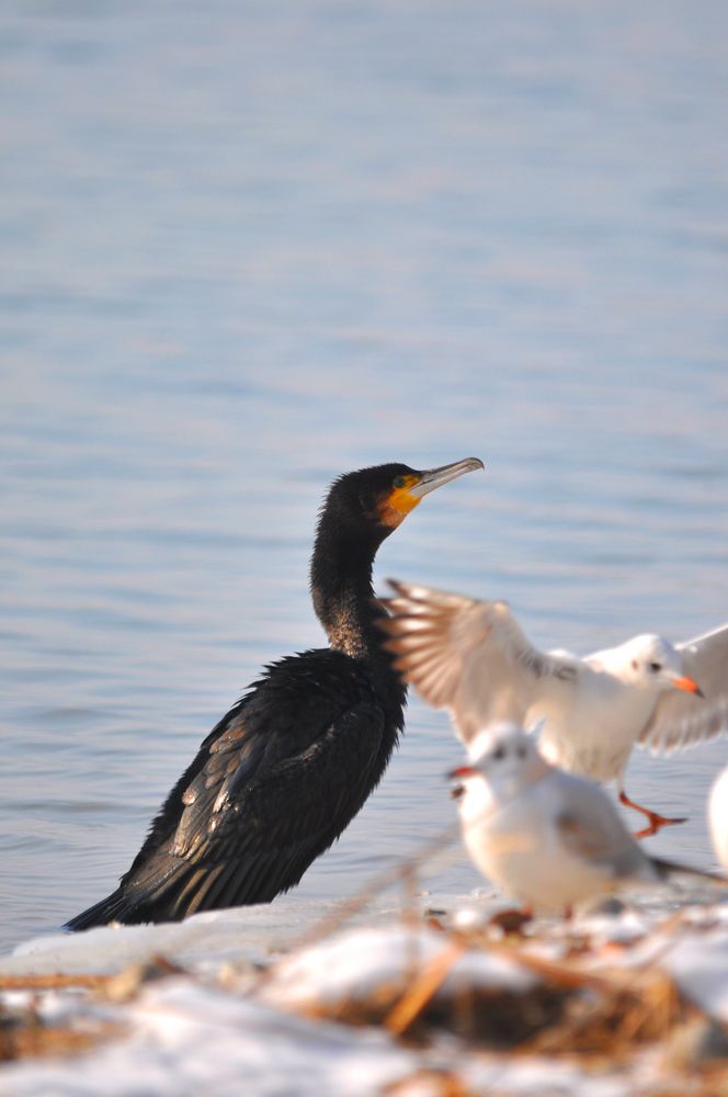 Kormoran # 2 aus der Black&White-Serie