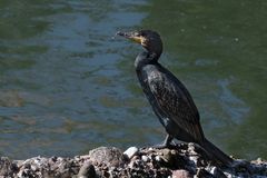 Kormoran 2