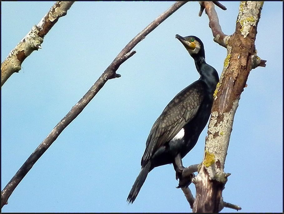 Kormoran (2)