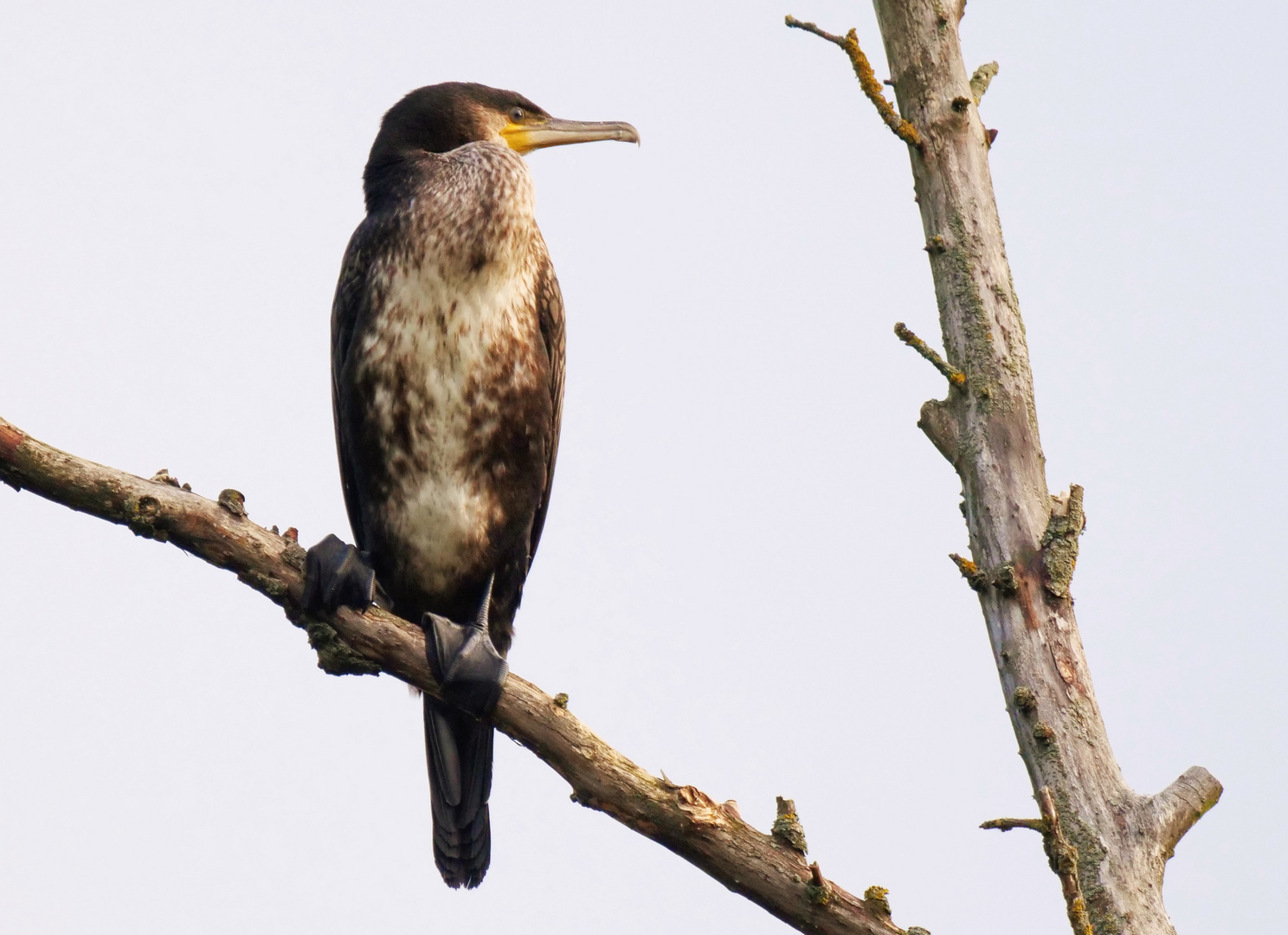 Kormoran