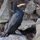 Kormoran (2017_01_18_EOS 6D_2666_ji)