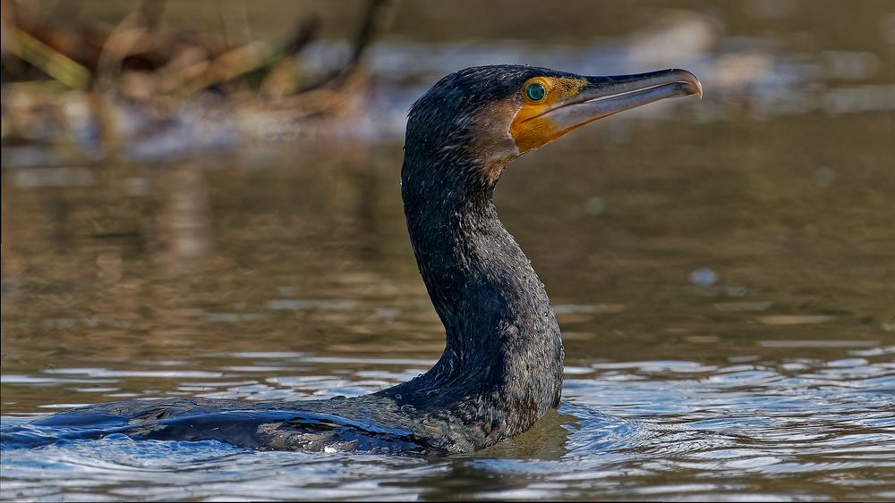 Kormoran