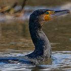 Kormoran