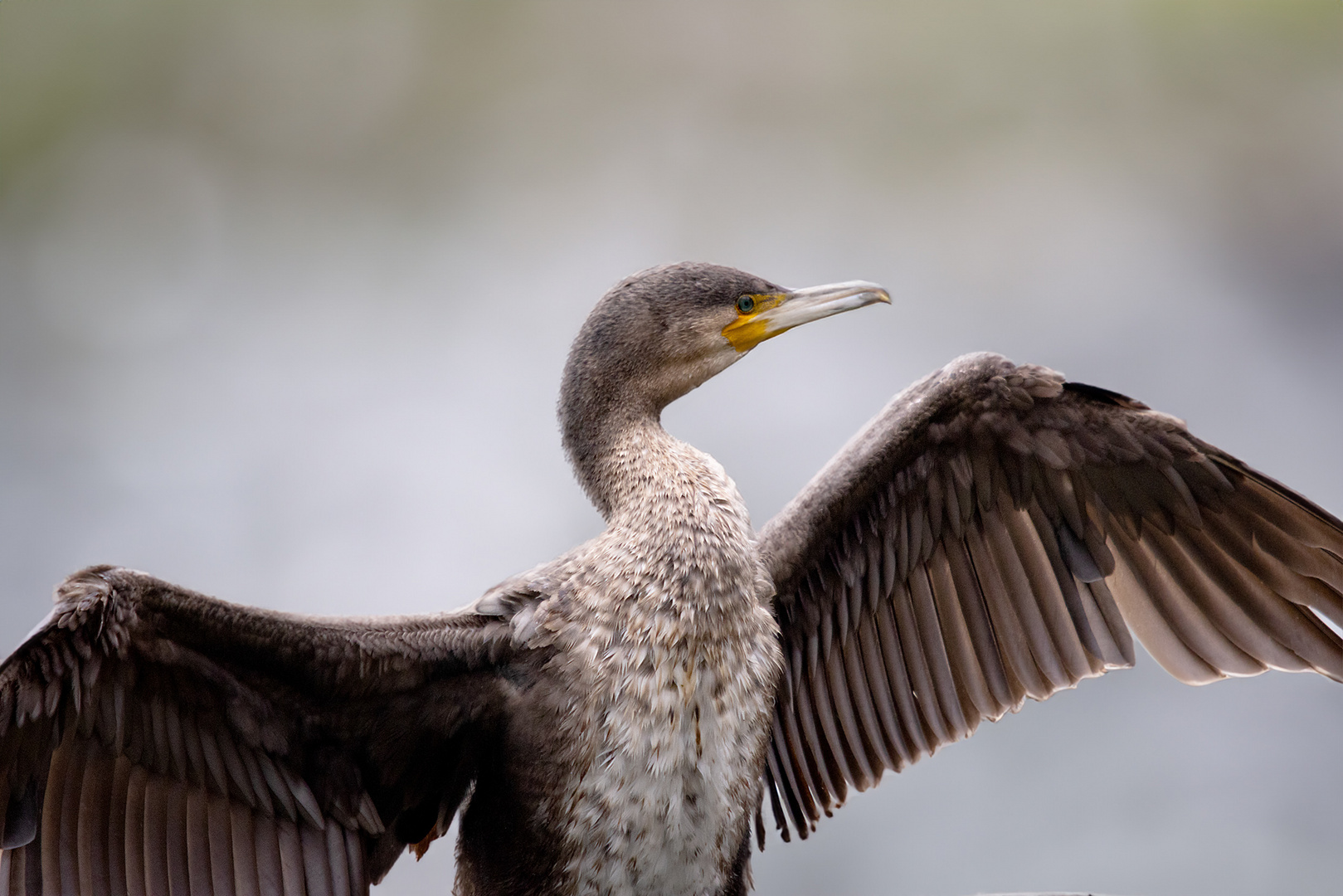 Kormoran ....