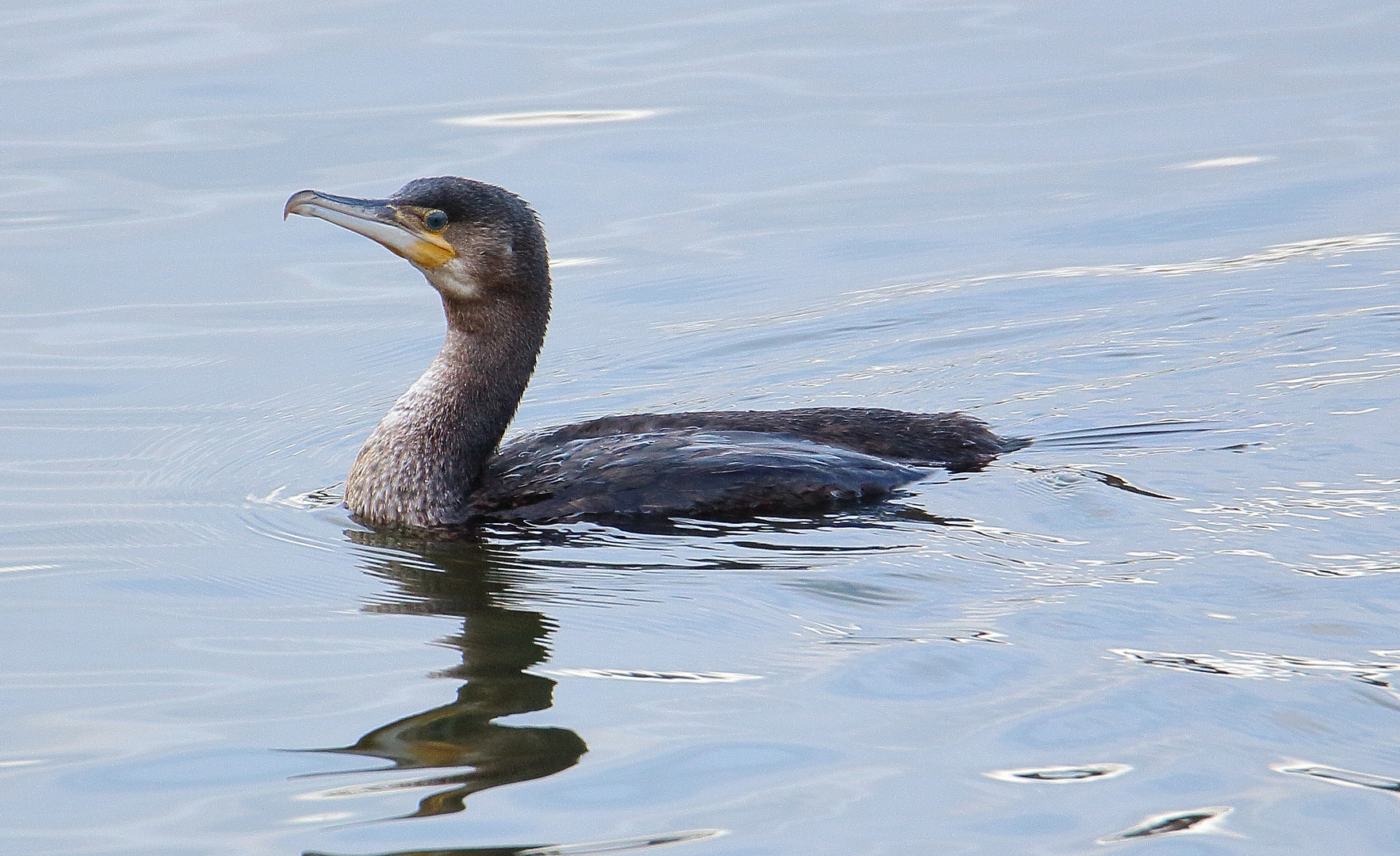 Kormoran