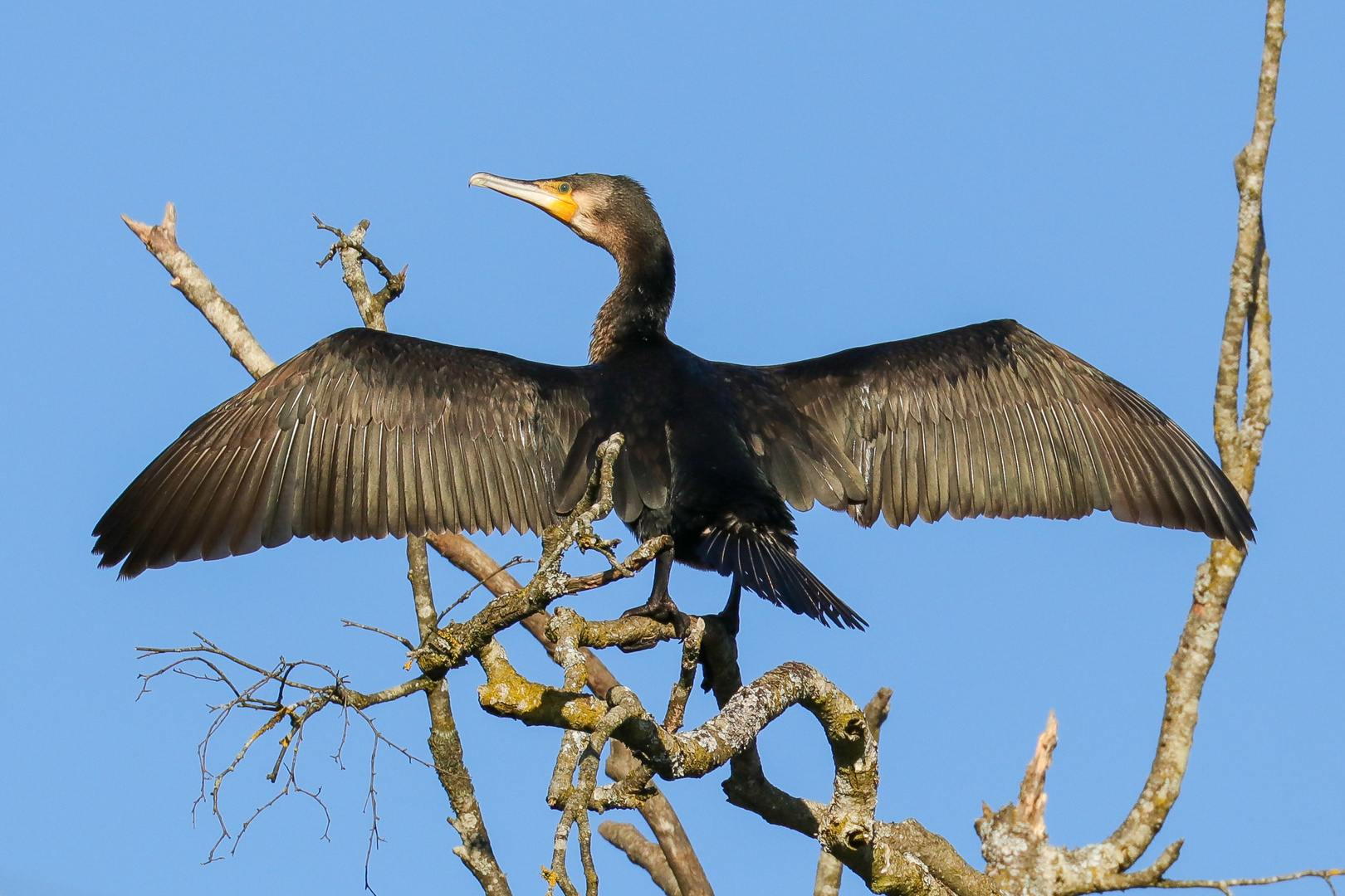 Kormoran