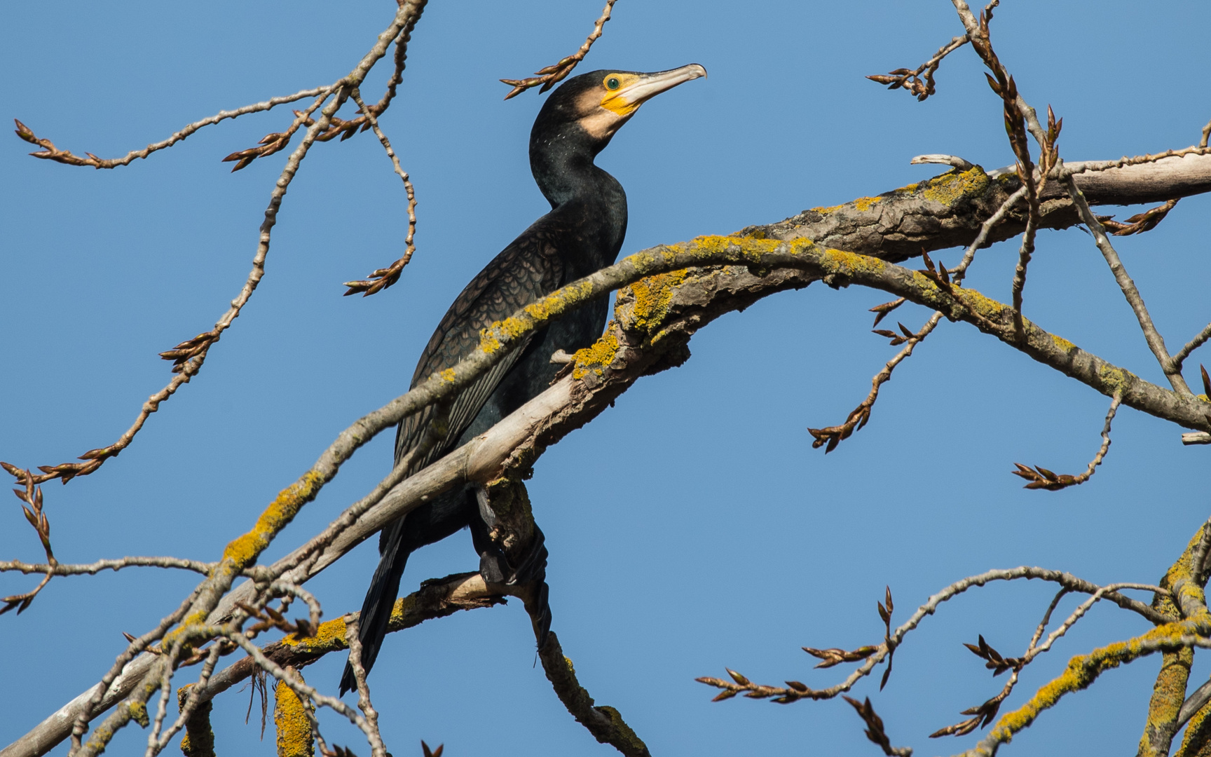 Kormoran