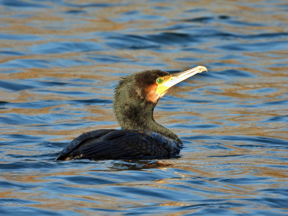 Kormoran