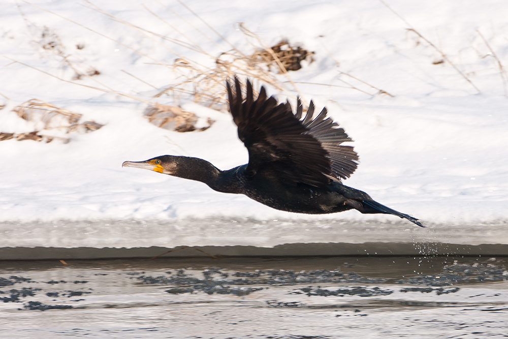 Kormoran