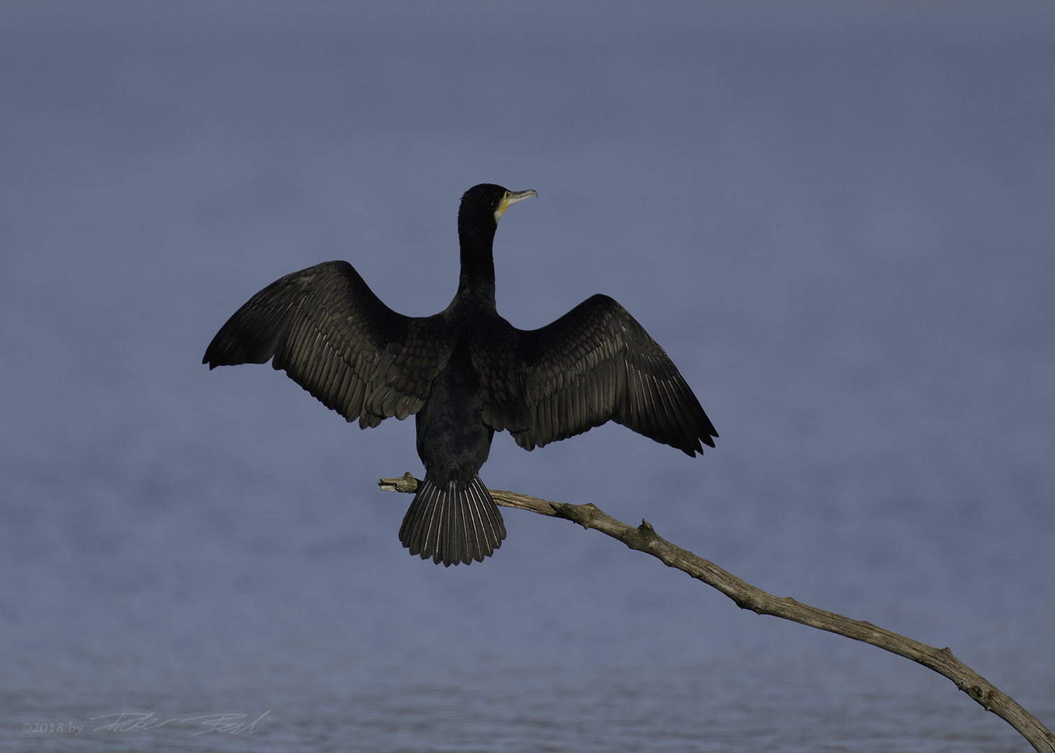 Kormoran