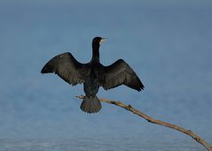 Kormoran