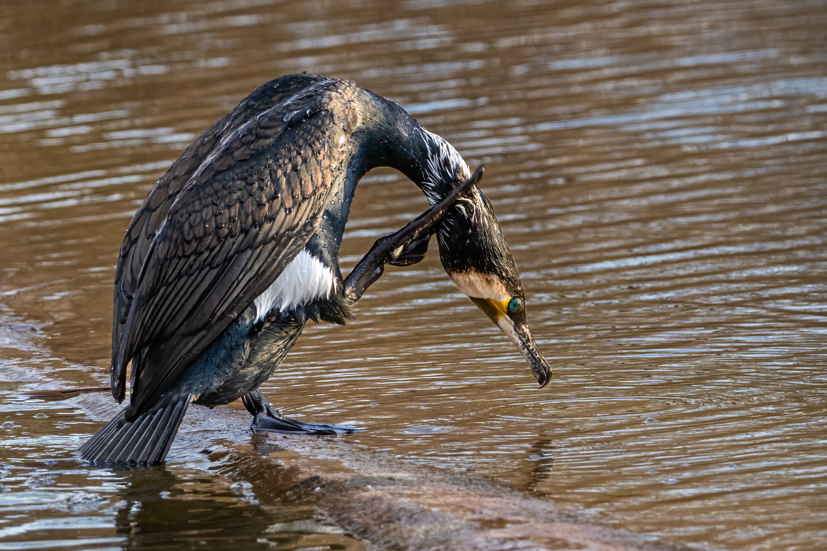 Kormoran