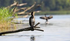 Kormoran
