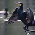 Kormoran